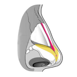 Nose-Illustration