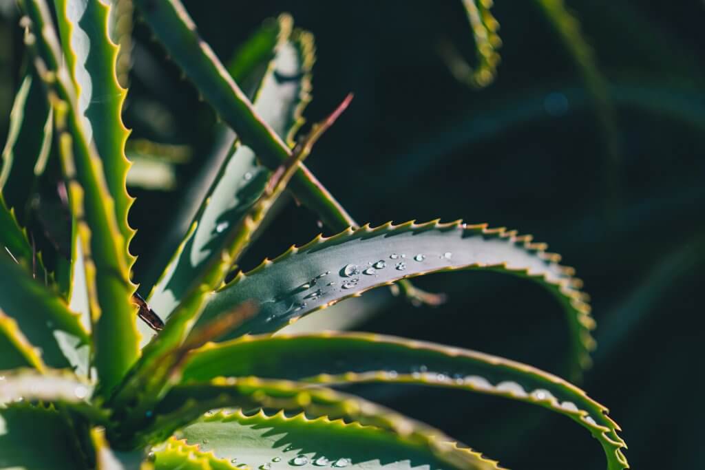 Aloe Vera to prevent sun damage