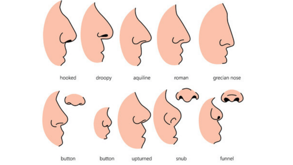 What Nose Shape Do You Have - 19 Different Nose Shapes